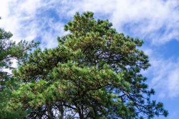 Fototapeta premium The top of a tall, fluffy, beautiful coniferous tree. A bright blue sky with clouds in the background.