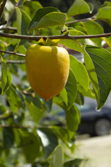 A persimmon tree with ripe orange fruit.
