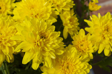 Close-up of a yellow chrysanthemum flower.