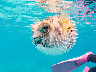 怒って膨らむヒトヅラハリセンボン, Black-blotched Porcupinefish, Diodon liturosus,...