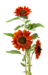 Red sunflower with green leaves, isolated on white background. Decorative sunflower flower. Clipping path.