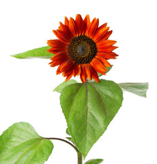 Red sunflower with green leaves, isolated on white background. Decorative sunflower flower. Clipping path.