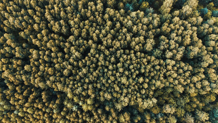 Green forest aerial top-down view