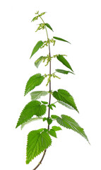 Nettle plant isolated on white background. Green common nettle, burn nettle, stinging nettle or Urtica dioica. Medicinal and culinary herb. Clipping path.