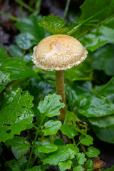 Ein Tränender Saumpilz zwischen grüner Vegetation in der Seitenansicht