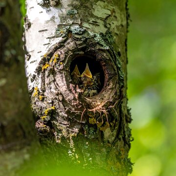 Close-up of hungry baby birds with open beaks, peering out from a knothole in a tree trunk. The texture of the bark is detailed
