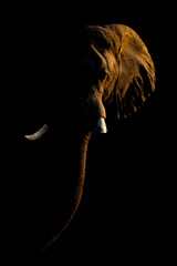 African bush elephant sidelit against dark background