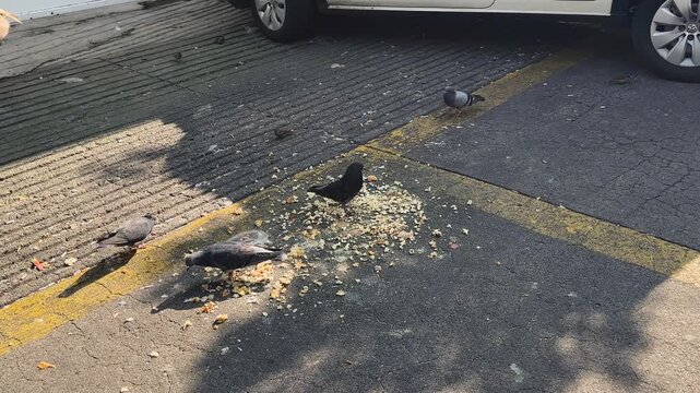City pigeons eating scraps on the sidewalk, urban landscape