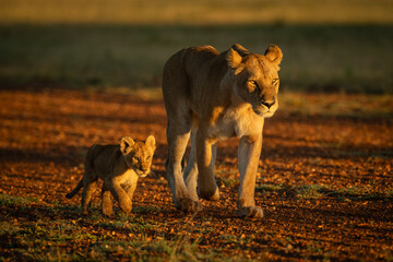 Lioness walking along gravel airstrip by cub