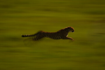 Slow pan of female cheetah racing past