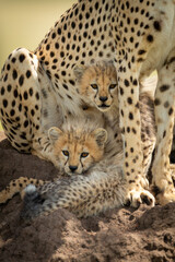 Two cubs lie on mound under cheetah