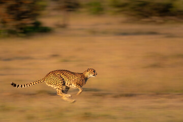 Slow pan of cheetah racing over grassland © Nick Dale