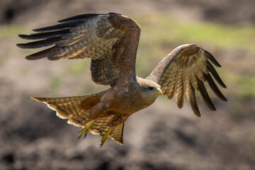 Yellow-billed kite lifts wings ready to land
