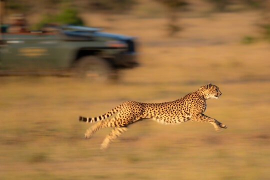 Slow pan of cheetah racing beside truck