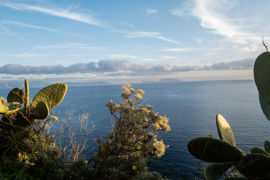 cactus de Naples