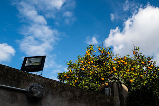 Les oranges et le ciel bleu