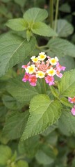 Lantana camara flower cluster with textured green leaves