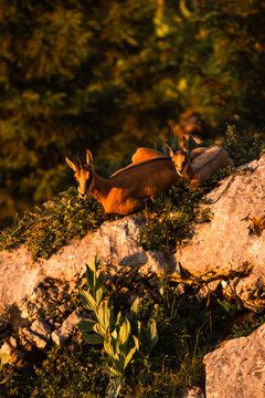Chamois et Golden houre