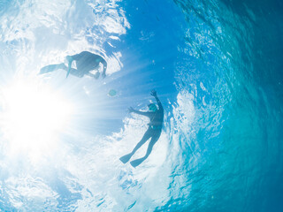 怒って膨らむヒトヅラハリセンボン, Black-blotched Porcupinefish, Diodon liturosus,...