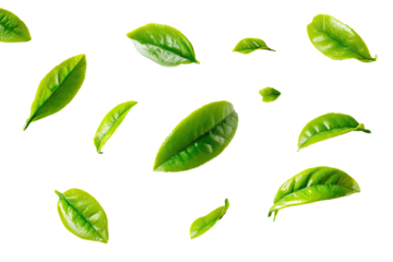 Isolated, vibrant green tea leaves, edged in yellow, scattered against a stark, solid black backdrop