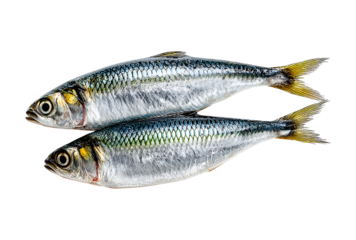 Two Fresh Sardines or Pilchards Isolated on a Stark isolated on a transparent background