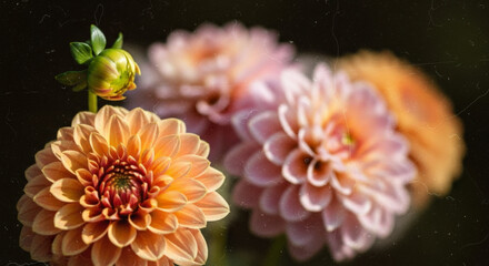 Vintage close-up of beautiful orange and pink dahlia flowers with bud and dark background