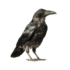 Obraz premium Png of a beautiful raven standing on a transparent background, looking to the right isolated on transparent background