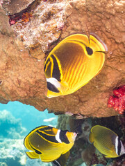 チョウハン, Raccoon butterflyfish, Chaetodon lunula, チョウチョウウオ科,
美しいサンゴ礁と熱帯魚の群れ。
安室島沖縄県
島尻郡慶良間諸島座間味島-2025
サンゴの産卵があり卵が漂う。沖縄本島から40km西方の諸島。30以上の島嶼群全体が国立公園に指定。珊瑚礁の青い海と白い砂浜は世界屈指の美。貴重な動植物が多数生息。
