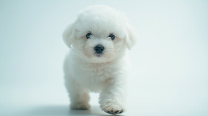 Fototapeta premium White puppy walks forward, light background. Use pet, veterinary, animal