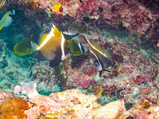 タテジマキンチャクダイ, Emperor angelfish, Pomacanthus imperator, キンチャクダイ科,
オニハタタテダイ, Masked bannerfish, Heniochus monoceros, チョウチョウウオ科,
美しいサンゴ礁と熱帯魚の群れ。
安室島沖縄県
島尻郡慶良間諸島座間味島-2025
サンゴの産卵があり卵が漂う。沖縄本島から40km西方の諸島。