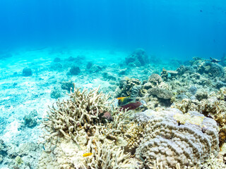 ギチベラ, Slingjaw Wrasse, Epibulus insidiator, ベラ科,
ハナビラウツボ, Turkey moray, Gymnothorax meleagris, ウツボ科,
美しいサンゴ礁と熱帯魚の群れ。
安室島沖縄県
島尻郡慶良間諸島座間味島-2025
サンゴの産卵があり卵が漂う。沖縄本島から40km西方の諸島。30以上の島嶼群全体が国立公園に指定。珊瑚礁の青い海