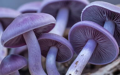 Textured background of purple mushrooms close-up, image.