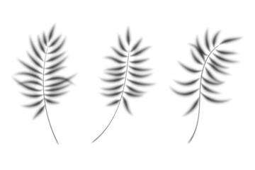 Fototapeta premium Palm leaves shadows on white background. Vector transparent shade of plants on white background. Tropical branch silhouettes. Realistic floral blurred reflection