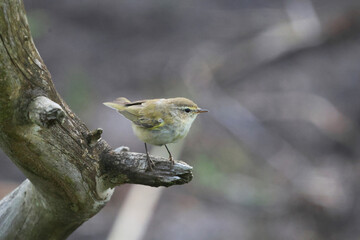 a small bird on a tree branch