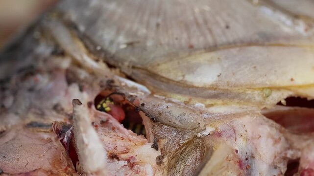 Avispa del papel con dificultad para iniciar el vuelo con gran trozo de carne de un pez muerto en la orilla del r&iacute;o, Beniarres, Espa&ntilde;a