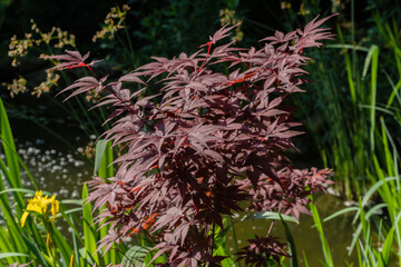 Garden scene featuring vibrant yellow irises and striking red Young Japanese maple Acer Palmatum foliage, framed by lush greenery and tranquil pond in background. Nature's Concept for Design