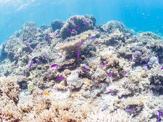 ハナゴイ, Purple queen, Amethyst anthias, Pseudanthias pascalus,...