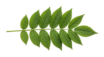 Isolated fresh raspberry branch with green leaves, a natural summer ingredient of nature