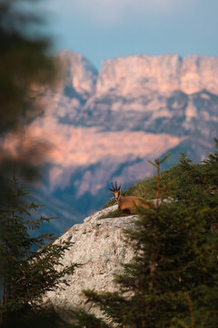 Chamois et montagne, &eacute;cotourisme 