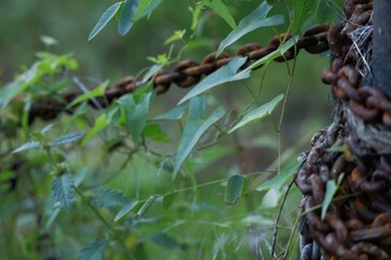 Rusty chain.