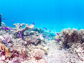 ハナゴイ, Purple queen, Amethyst anthias, Pseudanthias pascalus, ハタ科,
美しいサンゴ礁と熱帯魚の群れ。
安室島沖縄県
島尻郡慶良間諸島座間味島-2025
サンゴの産卵があり卵が漂う。沖縄本島から40km西方の諸島。30以上の島嶼群全体が国立公園に指定。珊瑚礁の青い海と白い砂浜は世界屈指の美。貴重な動植物が多数生息。
