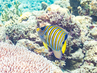 ニシキヤッコ, Regal angelfish, Pygoplites diacanthus, キンチャクダイ科
美しいサンゴ礁と熱帯魚の群れ。
安室島沖縄県
島尻郡慶良間諸島座間味島-2025
サンゴの産卵があり卵が漂う。沖縄本島から40km西方の諸島。30以上の島嶼群全体が国立公園に指定。珊瑚礁の青い海と白い砂浜は世界屈指の美。貴重な動植物が多数生息。
