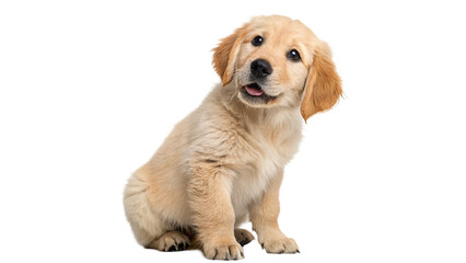 Cute golden retriever puppy sitting and looking curiously with a playful expression against on a transparent background