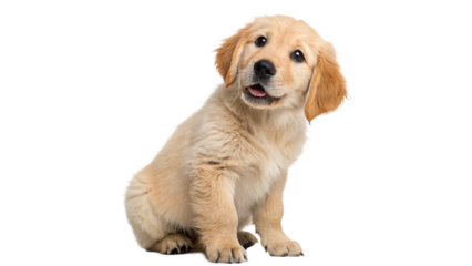 Cute golden retriever puppy sitting and looking curiously with a playful expression against on a transparent background
