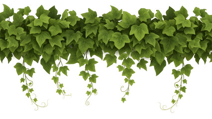 Hanging Ivy Vine Border
