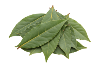 Isolated green bay leaves for culinary use, ingredient to flavor dishes, bay tree foliage