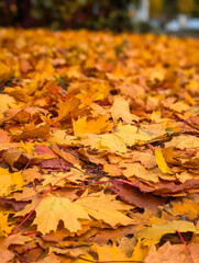 wide angle texture of golden orange maple leaves covering the entire ground