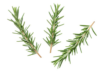 Isolated rosemary sprigs, herbs and spices for flavoring gourmet cuisine and cooking meals