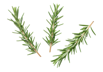 Isolated rosemary sprigs, herbs and spices for flavoring gourmet cuisine and cooking meals