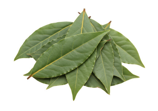 Isolated green bay leaves for culinary use, ingredient to flavor dishes, bay tree foliage